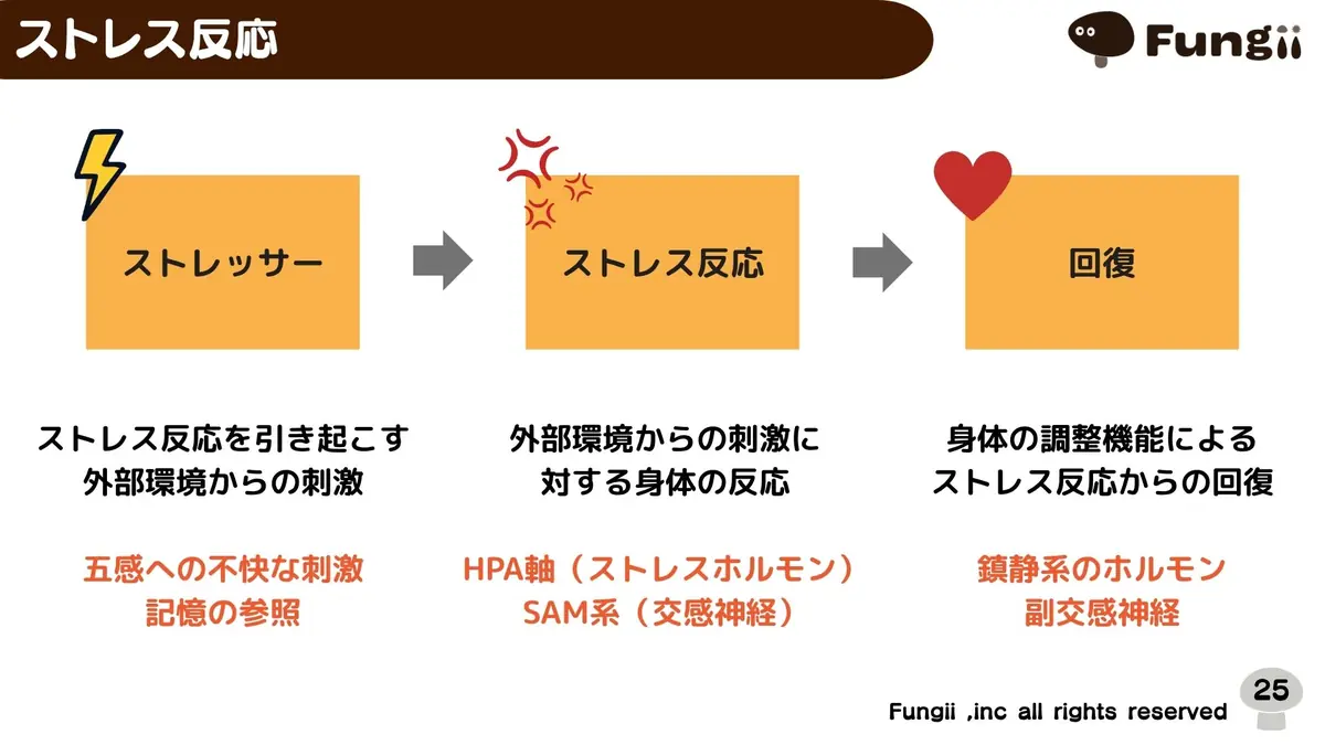 講義スライド：ストレス反応の3ステップ